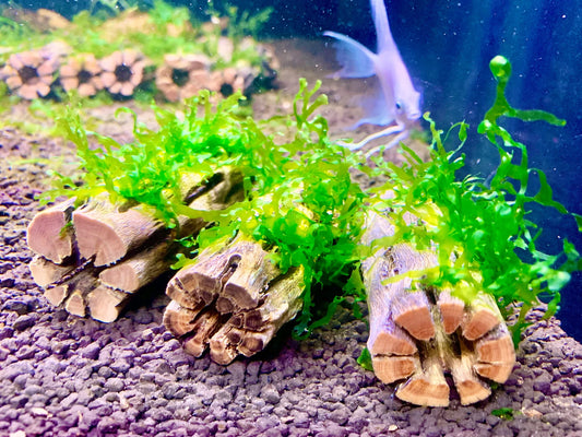 Nano Subwassertang Moss on 3'' Cholla Wood