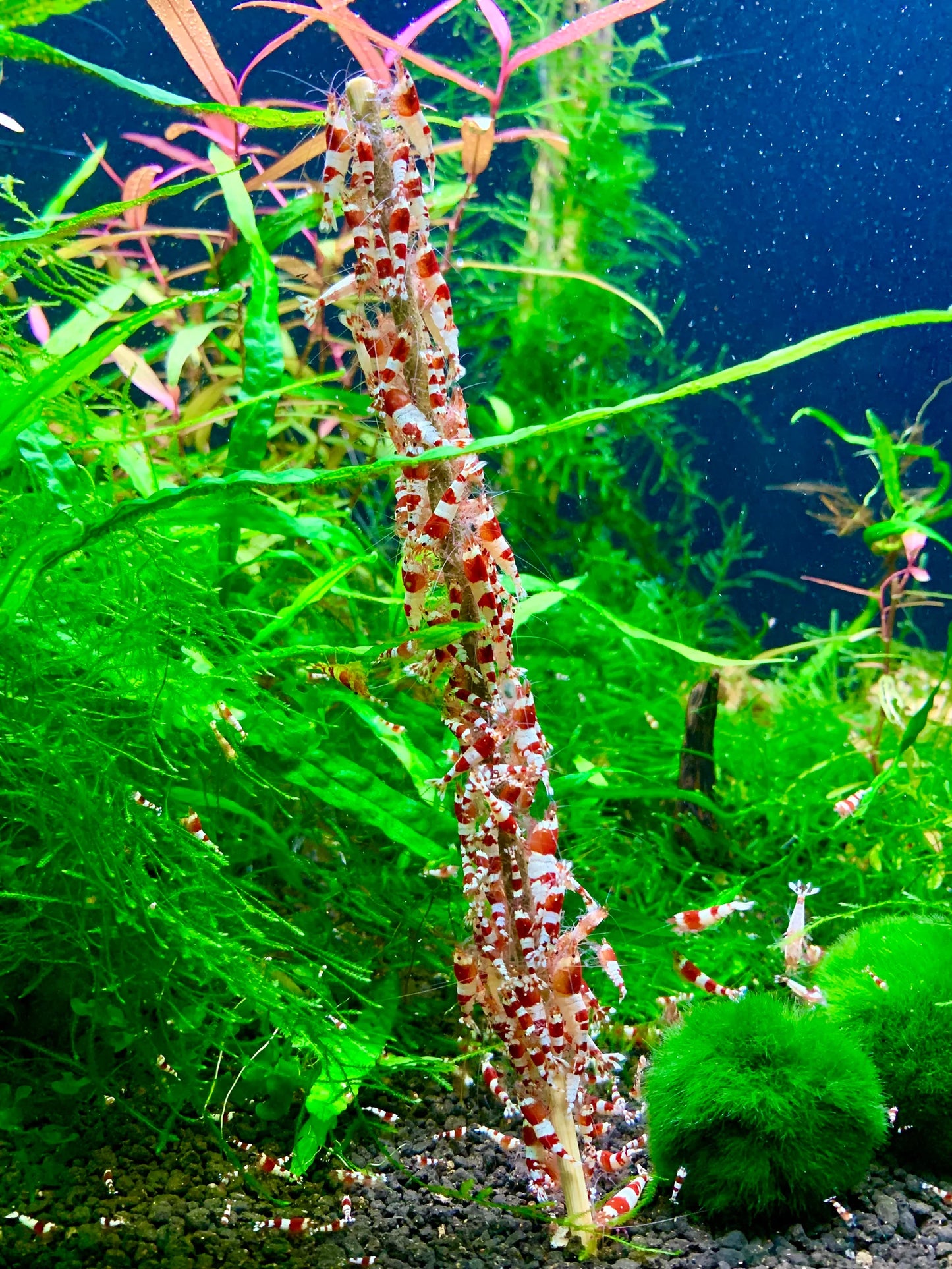 Shrimp Lollies - All in One Lollies