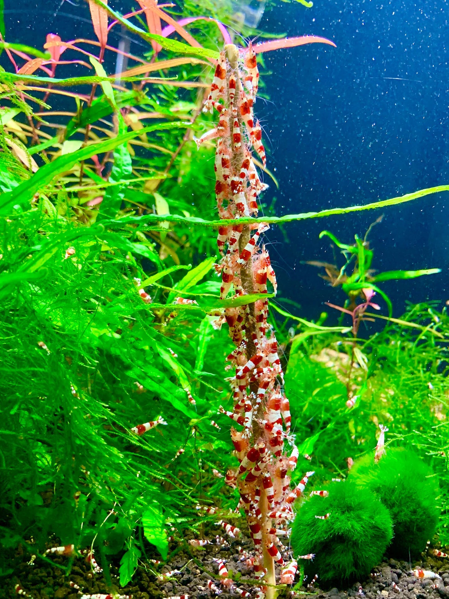 10 Crystal Red Shrimps
