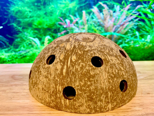 Natural Coconut Shell ~ Shrimp Hide Cave