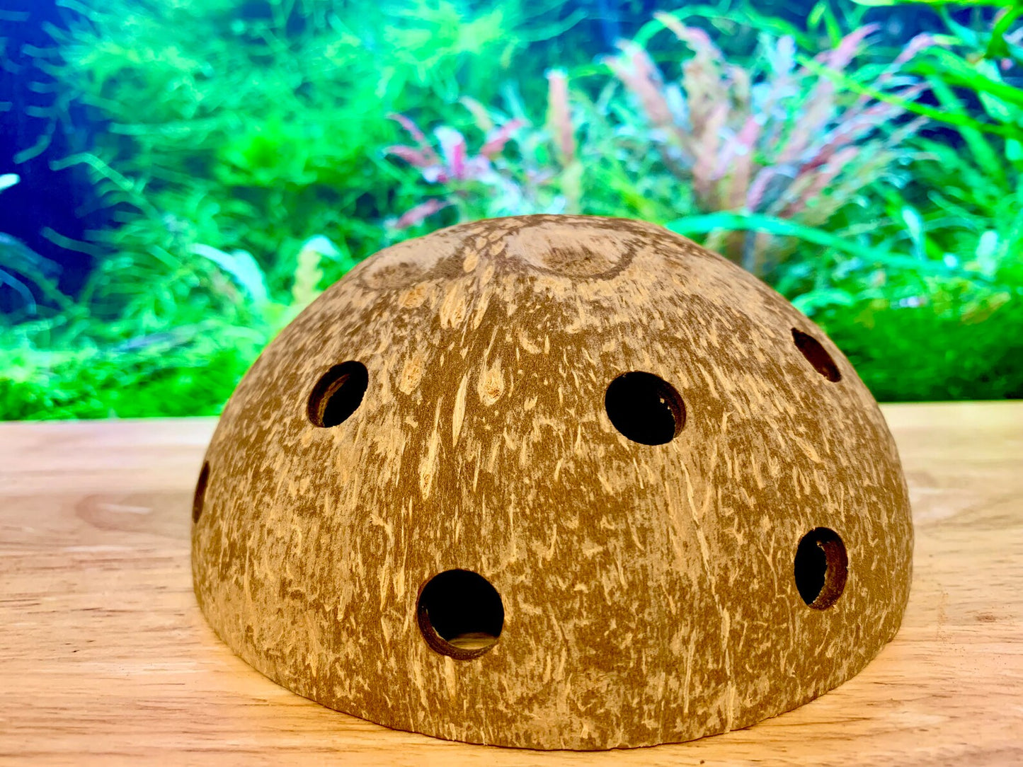 Natural Coconut Shell ~ Fish & Shrimp Hide Cave