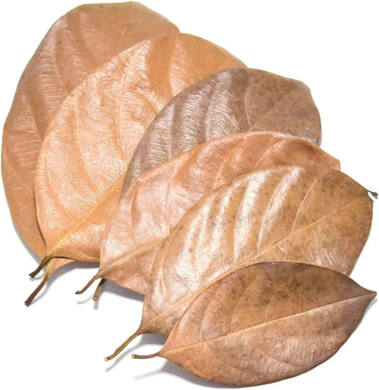 Jackfruit Leaves
