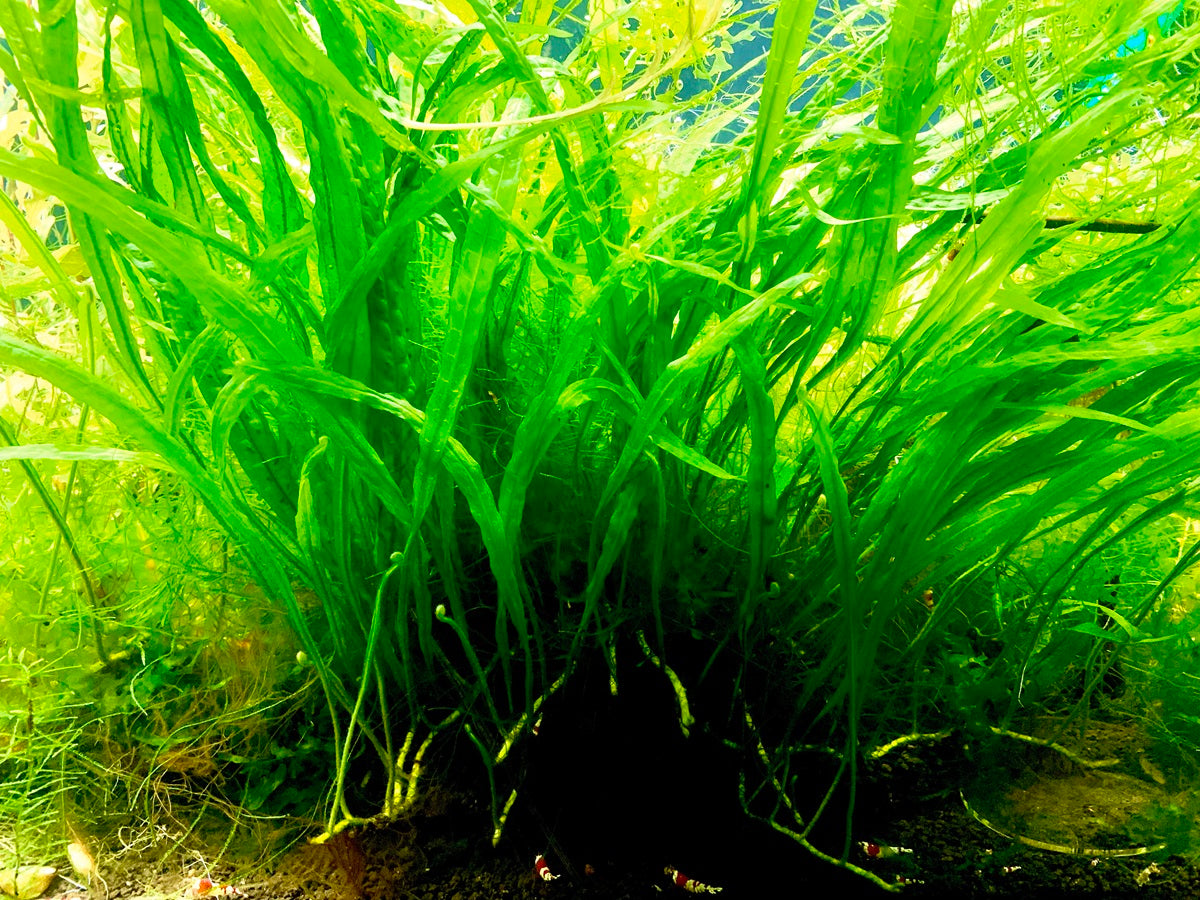Java fern
