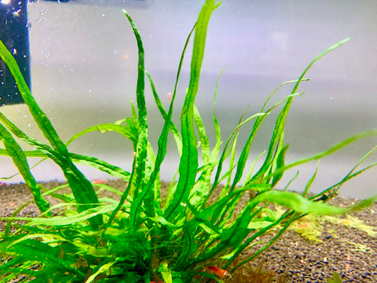 Java fern