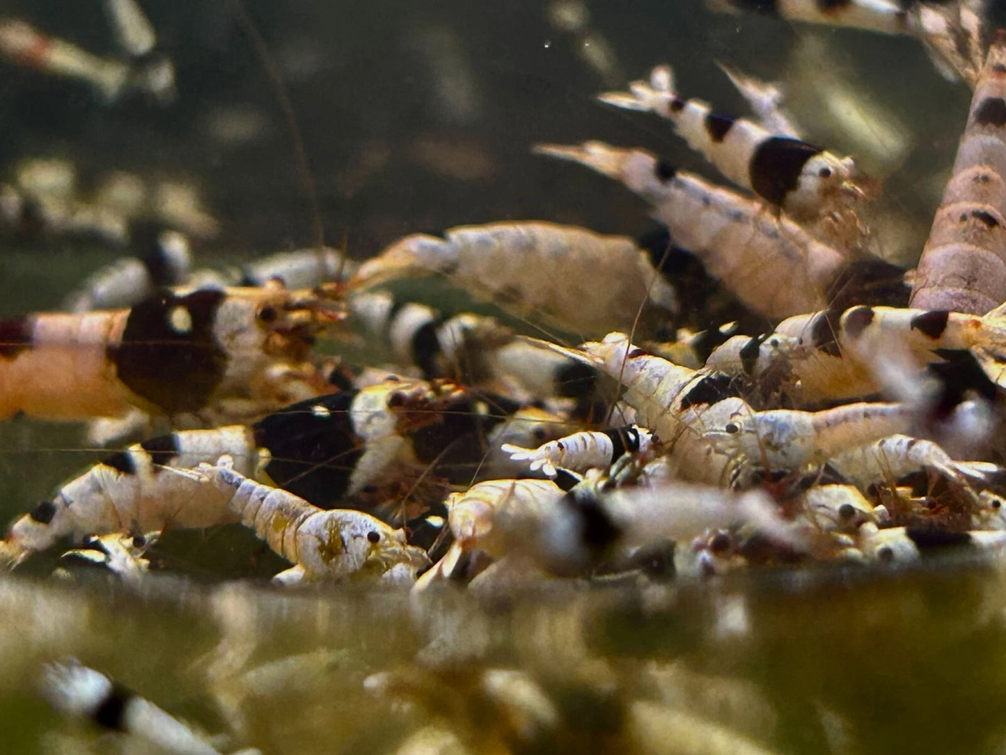 Crystal Black Shrimp