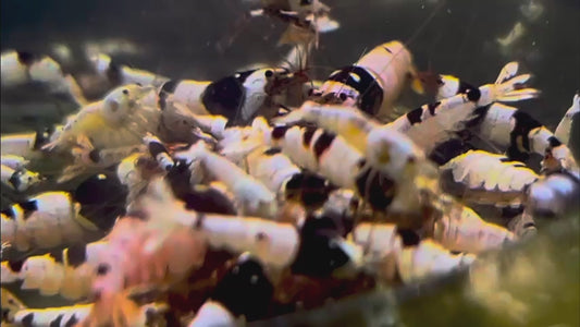 Crystal Black Shrimp