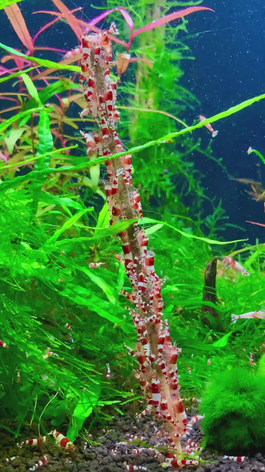 Shrimp Lollies - All in One Lollies