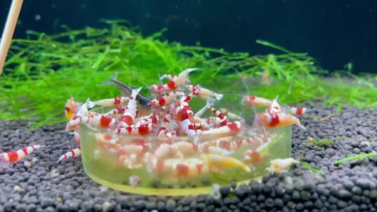 Shrimp Jerky Treats All in One - Food For Shrimp, Snails, Bristlenose pleco & Otocinclus (Copy)