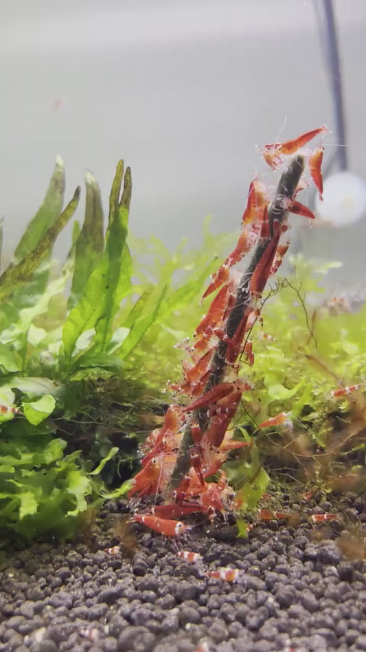 Shrimp Lollies - All in One Nano (17 Sticks)