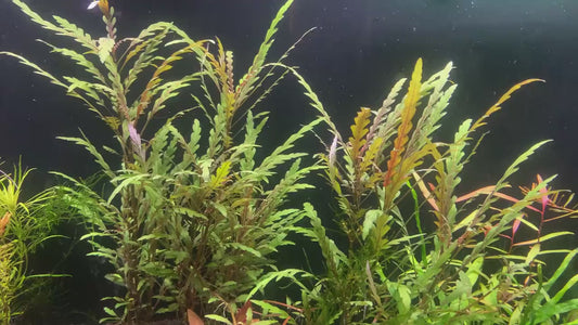Hygrophila Pinnatifida