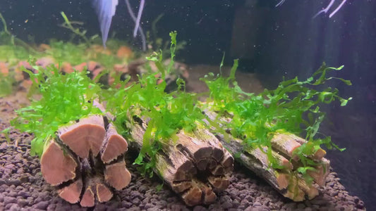 Nano Subwassertang Moss on 3'' Cholla Wood