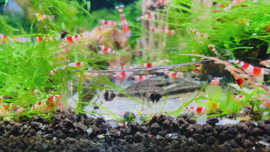 Snowflakes - Shrimp Food