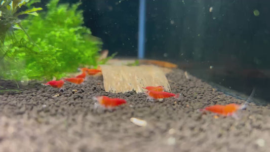 10 Super Red Extreme Shrimps