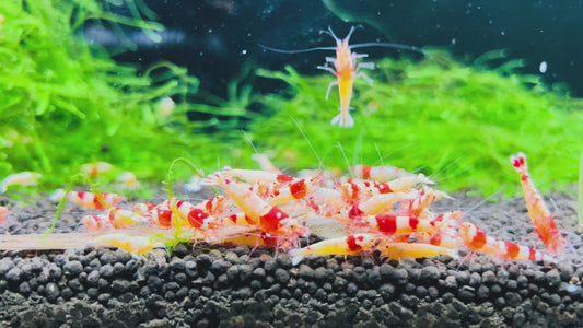 10 Crystal Red Shrimps