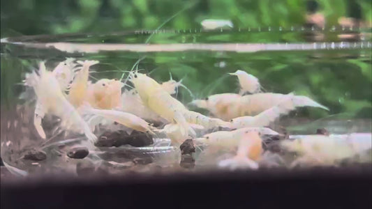 Snow White Shrimp