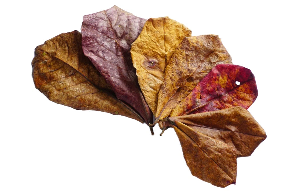 Indian Almond Leaves Nano