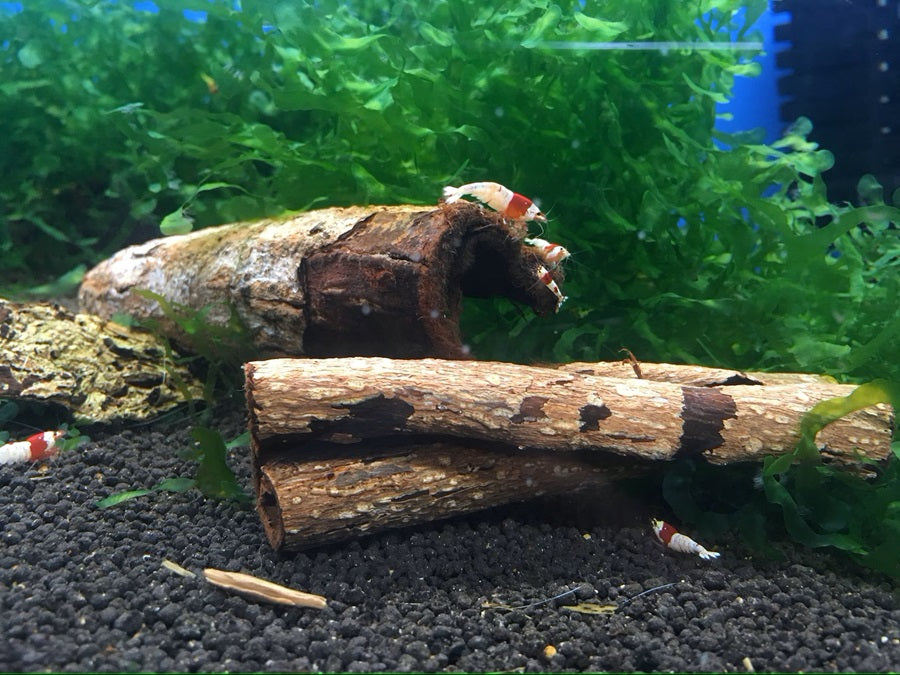 Subwassertang Moss