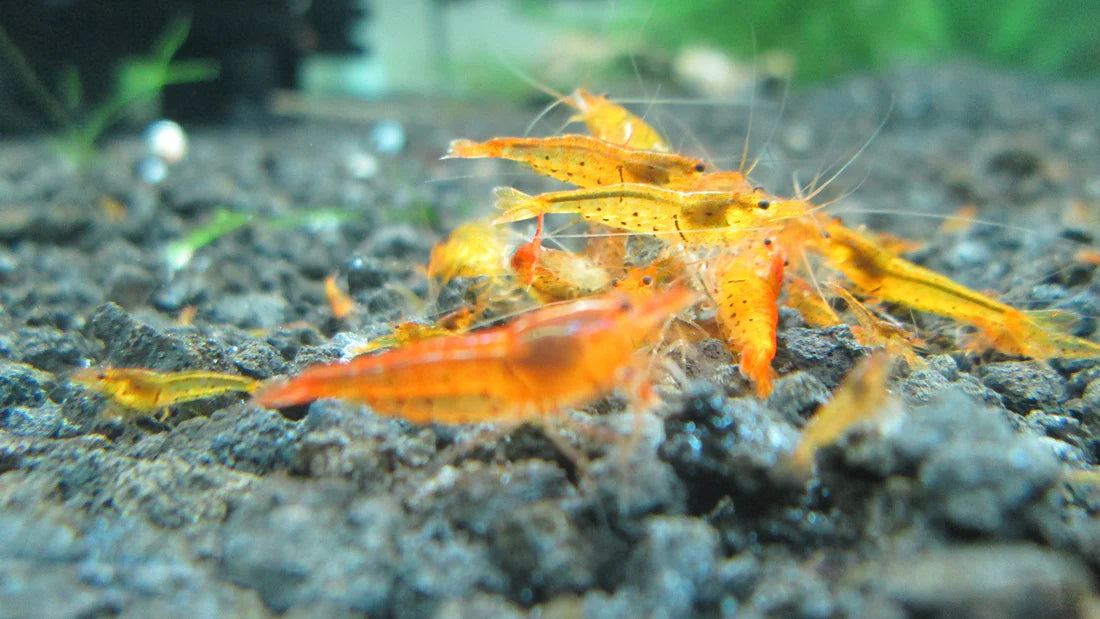 Shrimp Jerky Treats Mixed - Food For Shrimp, Snails, Bristlenose pleco & Otocinclus
