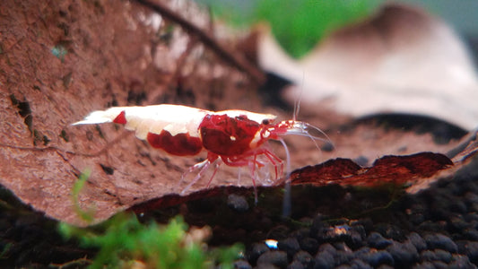 Indian Almond Leaves