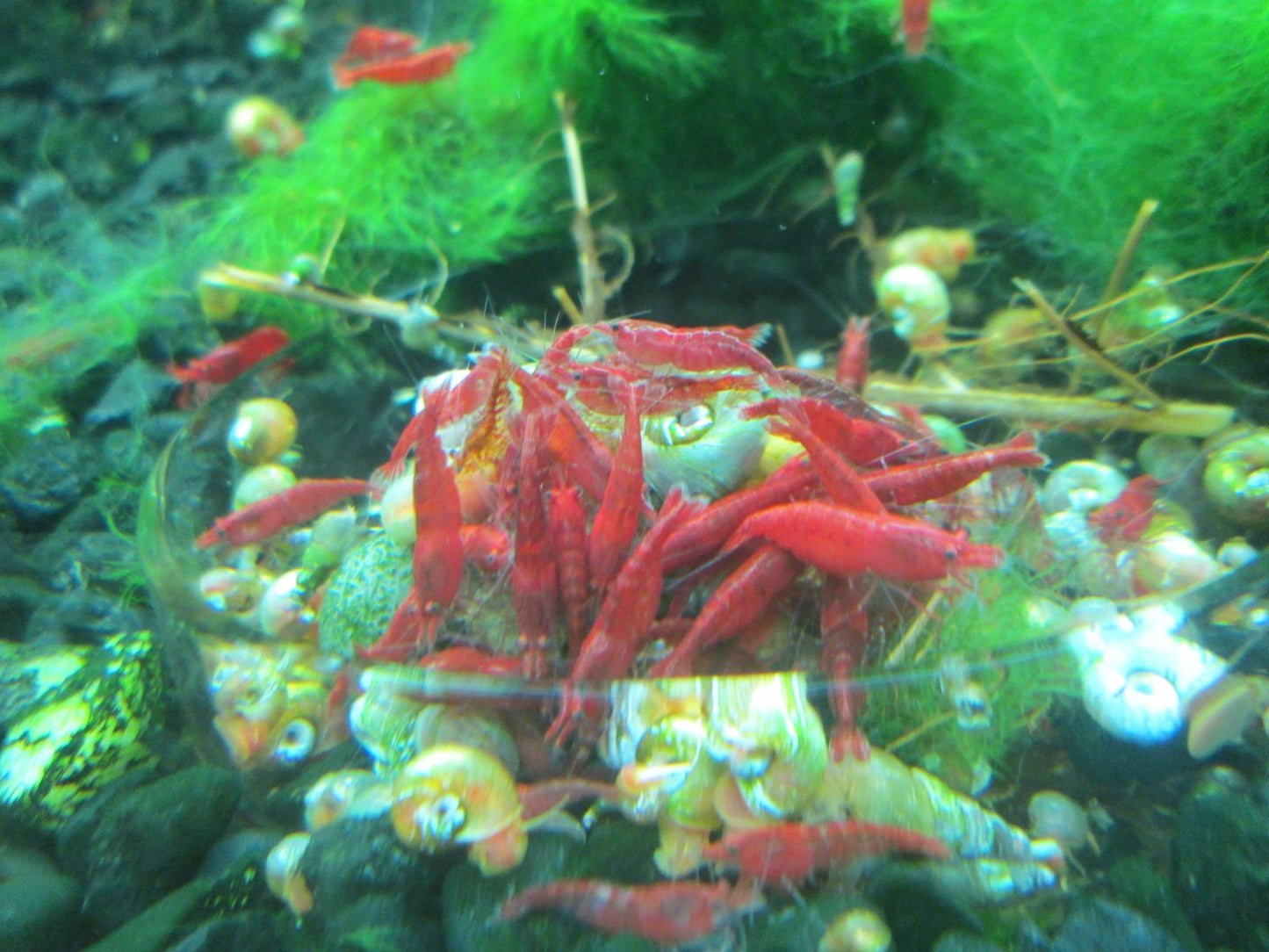 Fire Red Shrimp