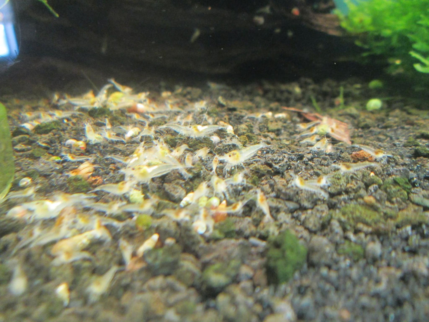 10 Snowball Shrimps