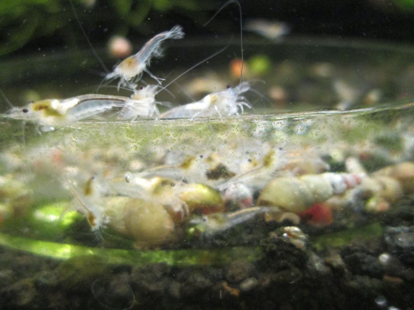10 Snowball Shrimps