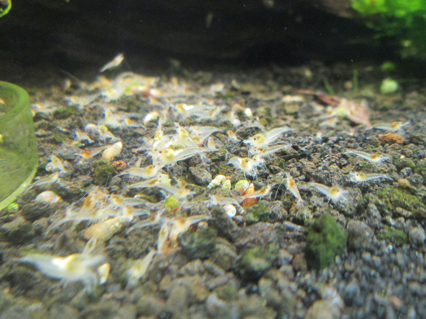 10 Snowball Shrimps