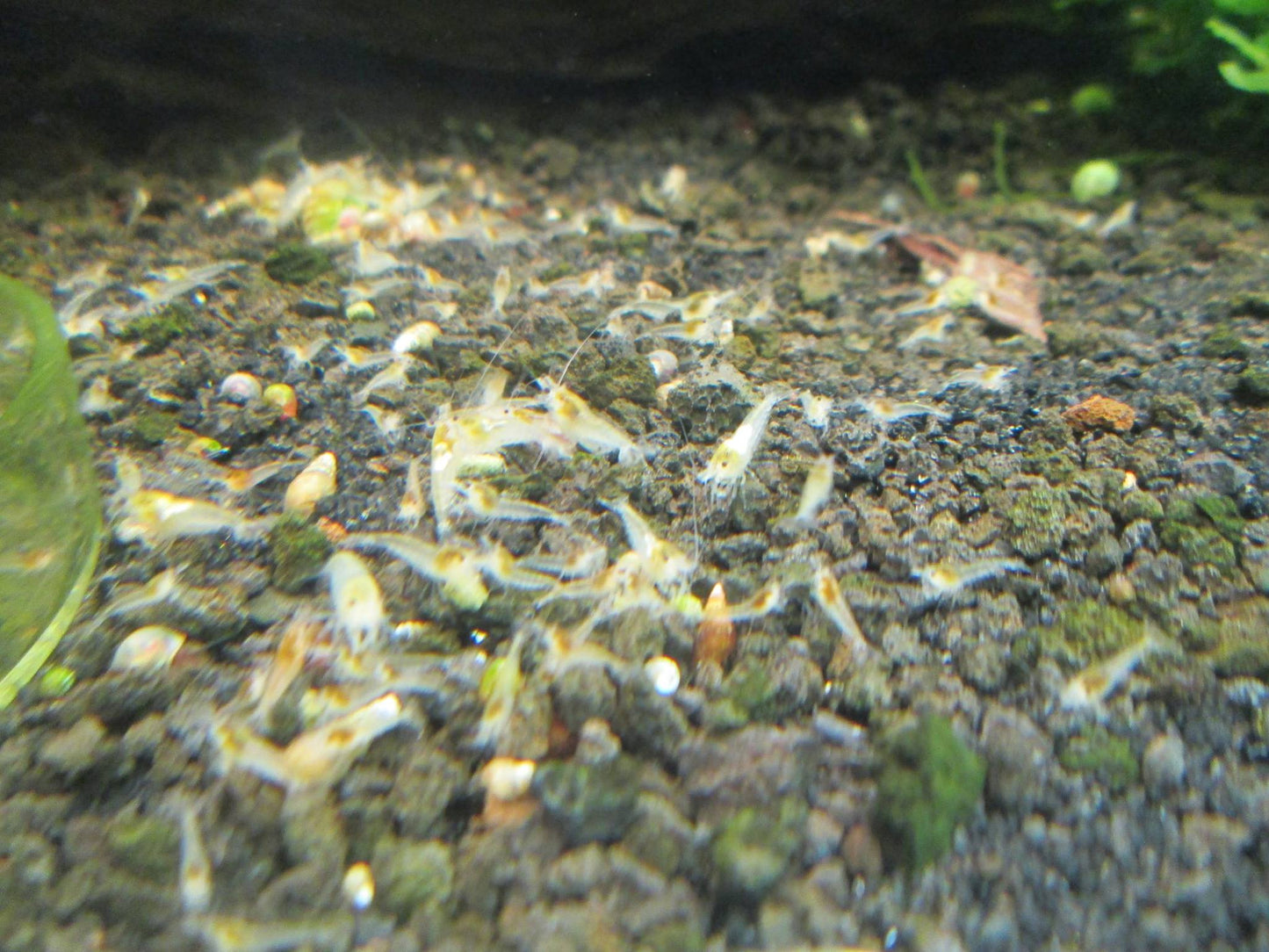 10 Snowball Shrimps
