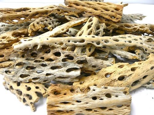 Cholla Wood - Bits & Pieces