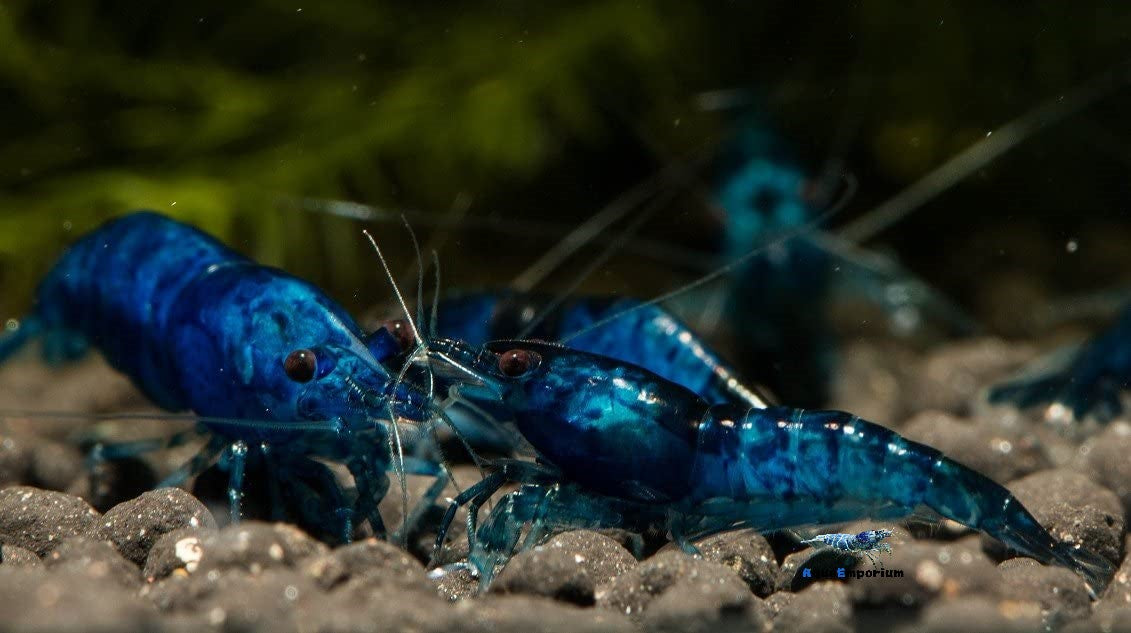 Blue Dream Shrimp
