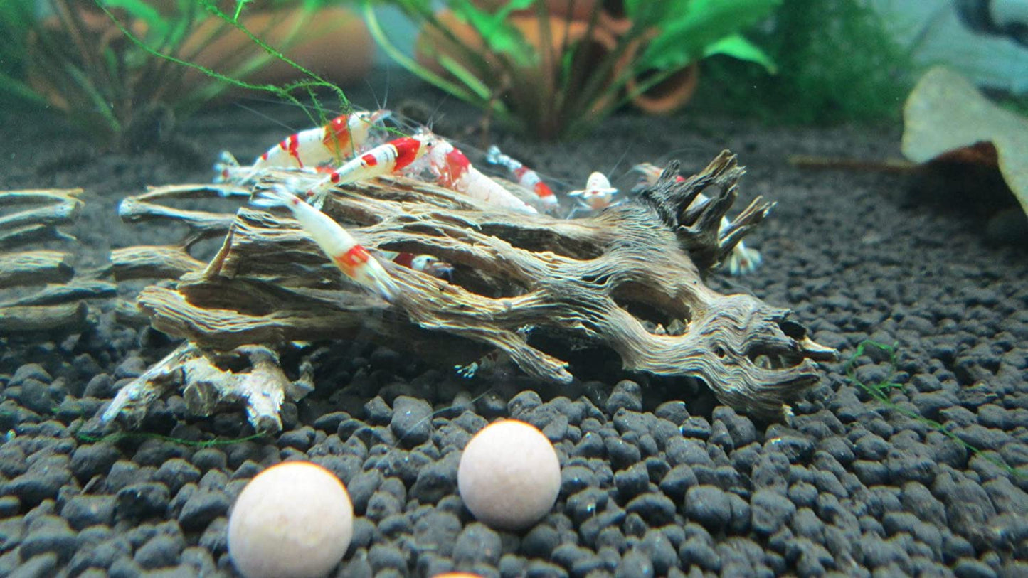 Cholla Wood - Bits & Pieces