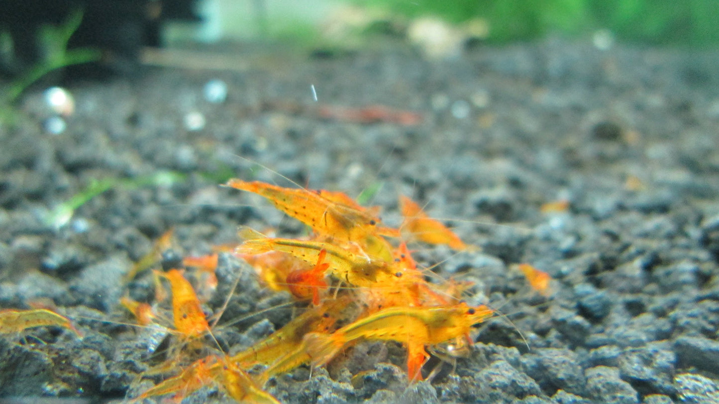 10 Tangerine Tiger Shrimps