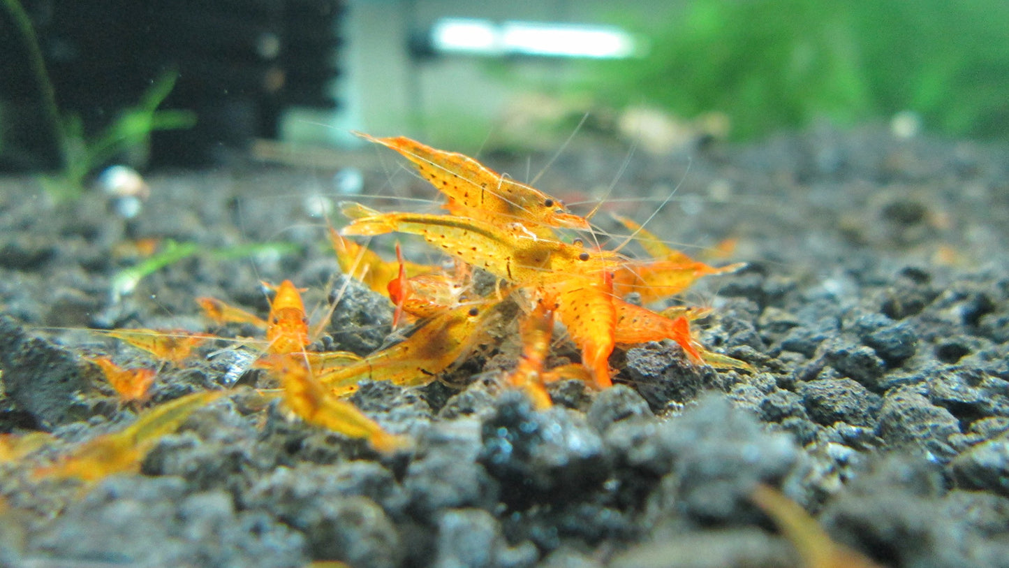 10 Tangerine Tiger Shrimps