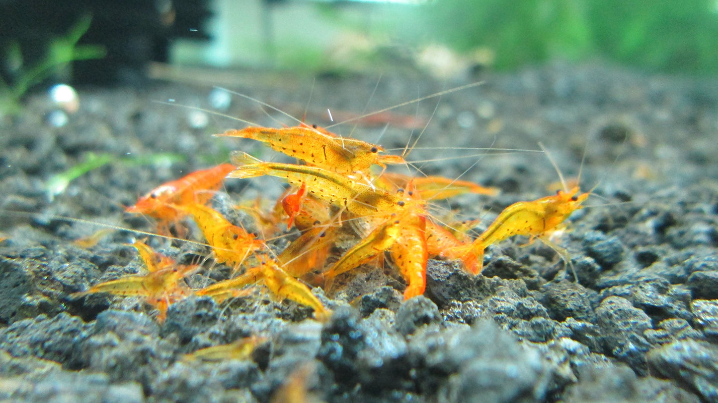 10 Tangerine Tiger Shrimps