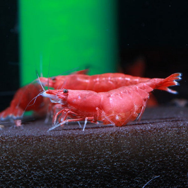 Fire Red Shrimp