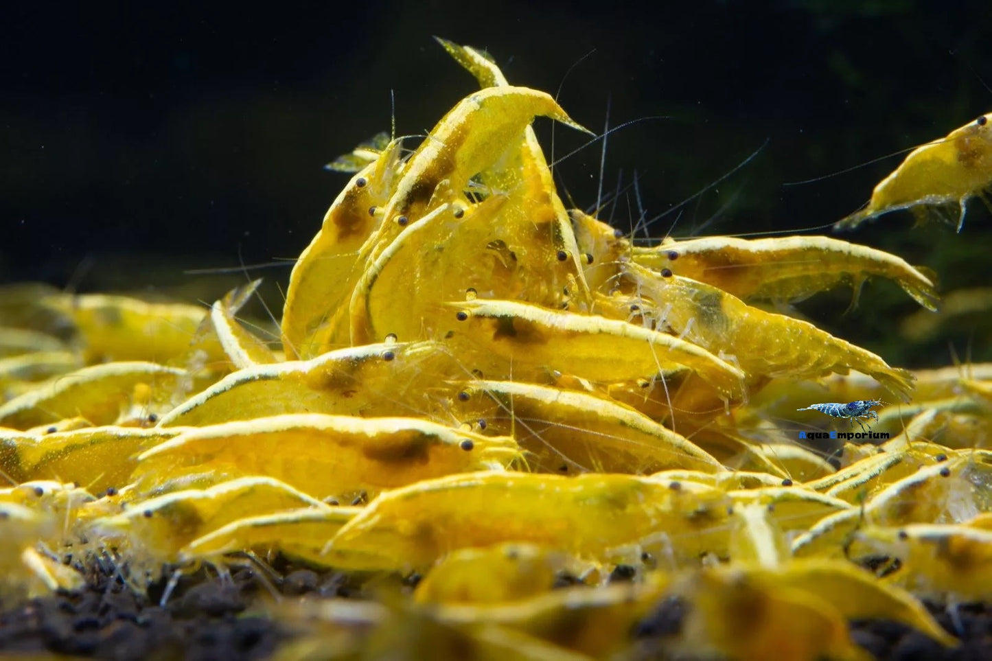 Golden Back Yellow Shrimp