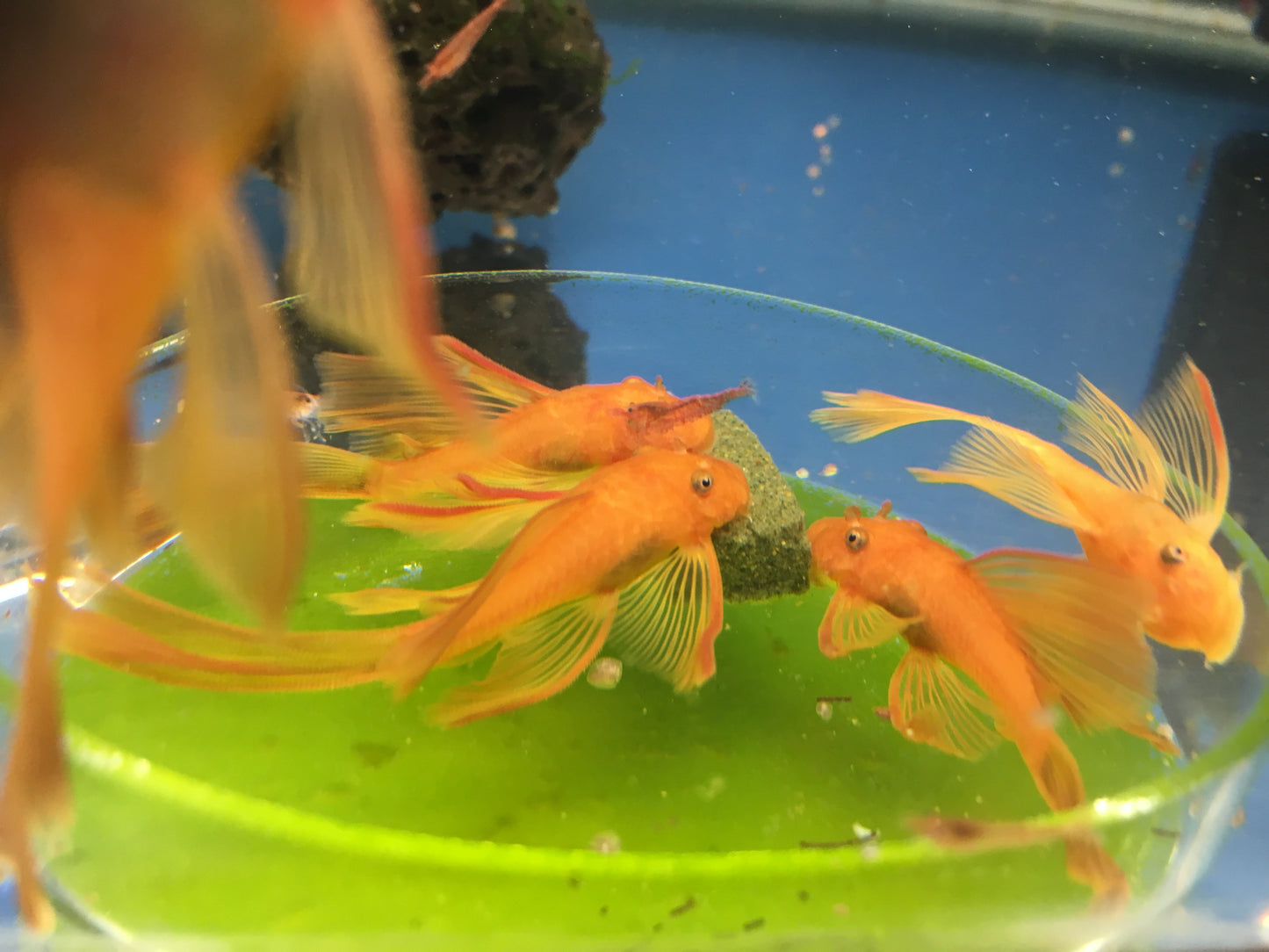 Clear Glass Shrimp Feeder Dish