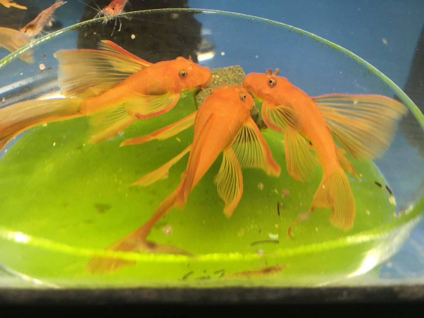Clear Glass Shrimp Feeder Dish