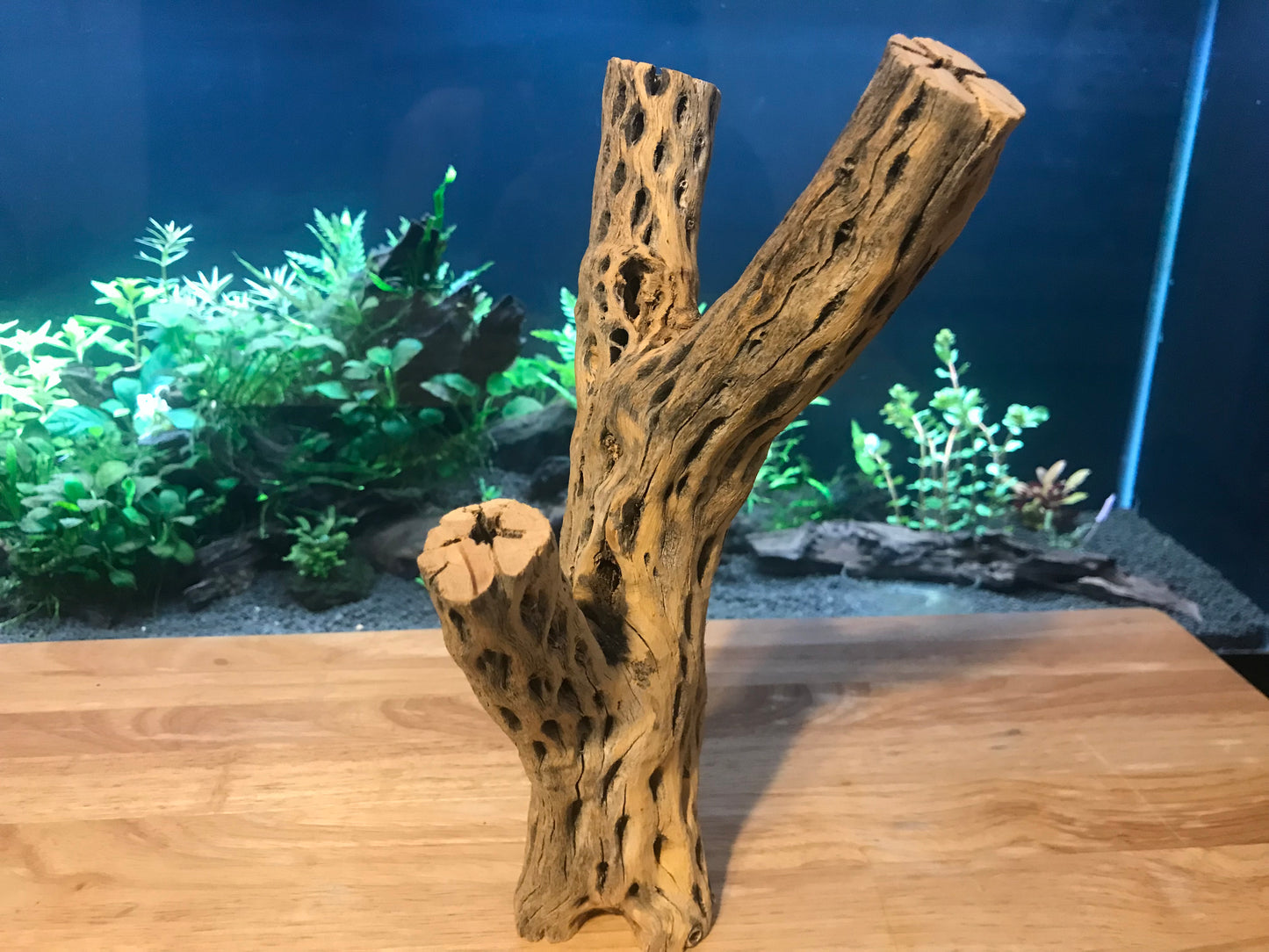 Unique Cholla Wood #1