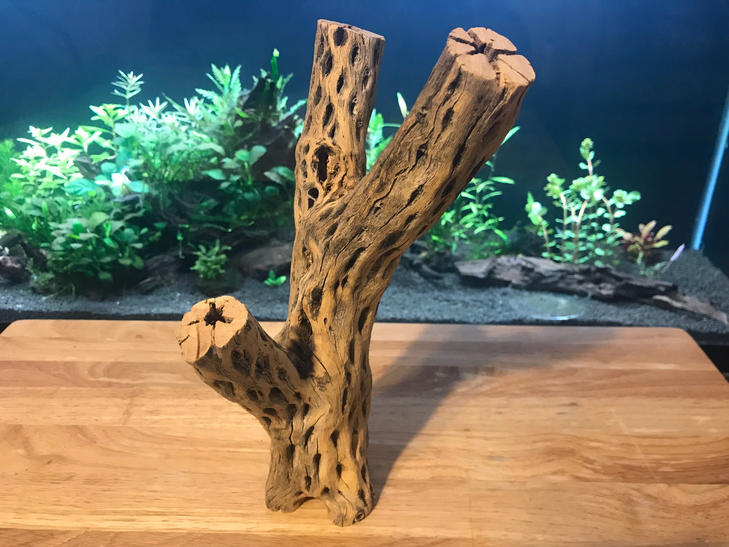 Unique Cholla Wood #1