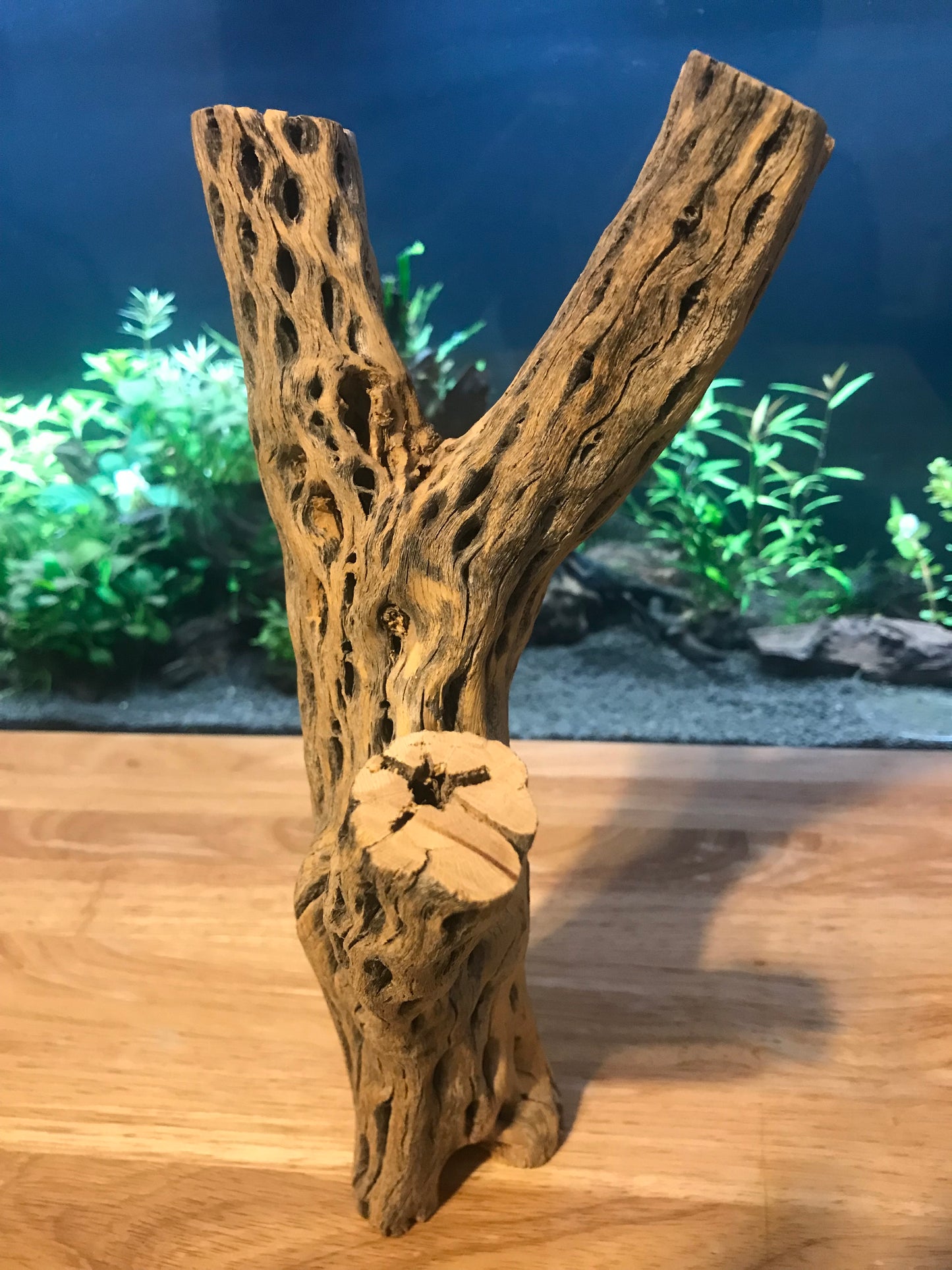 Unique Cholla Wood #1