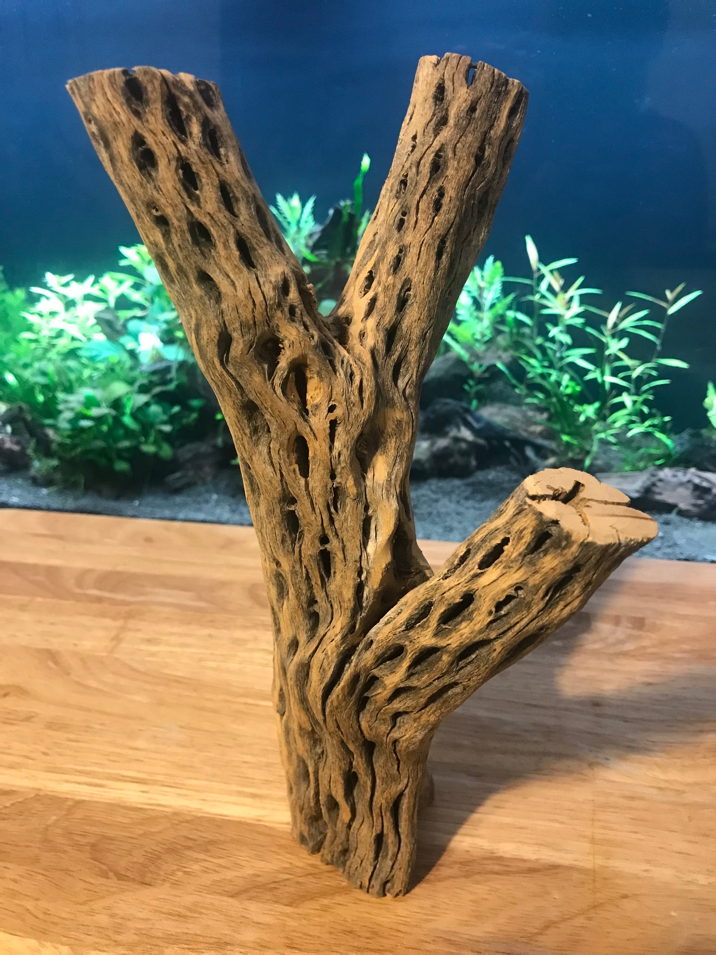 Unique Cholla Wood #1