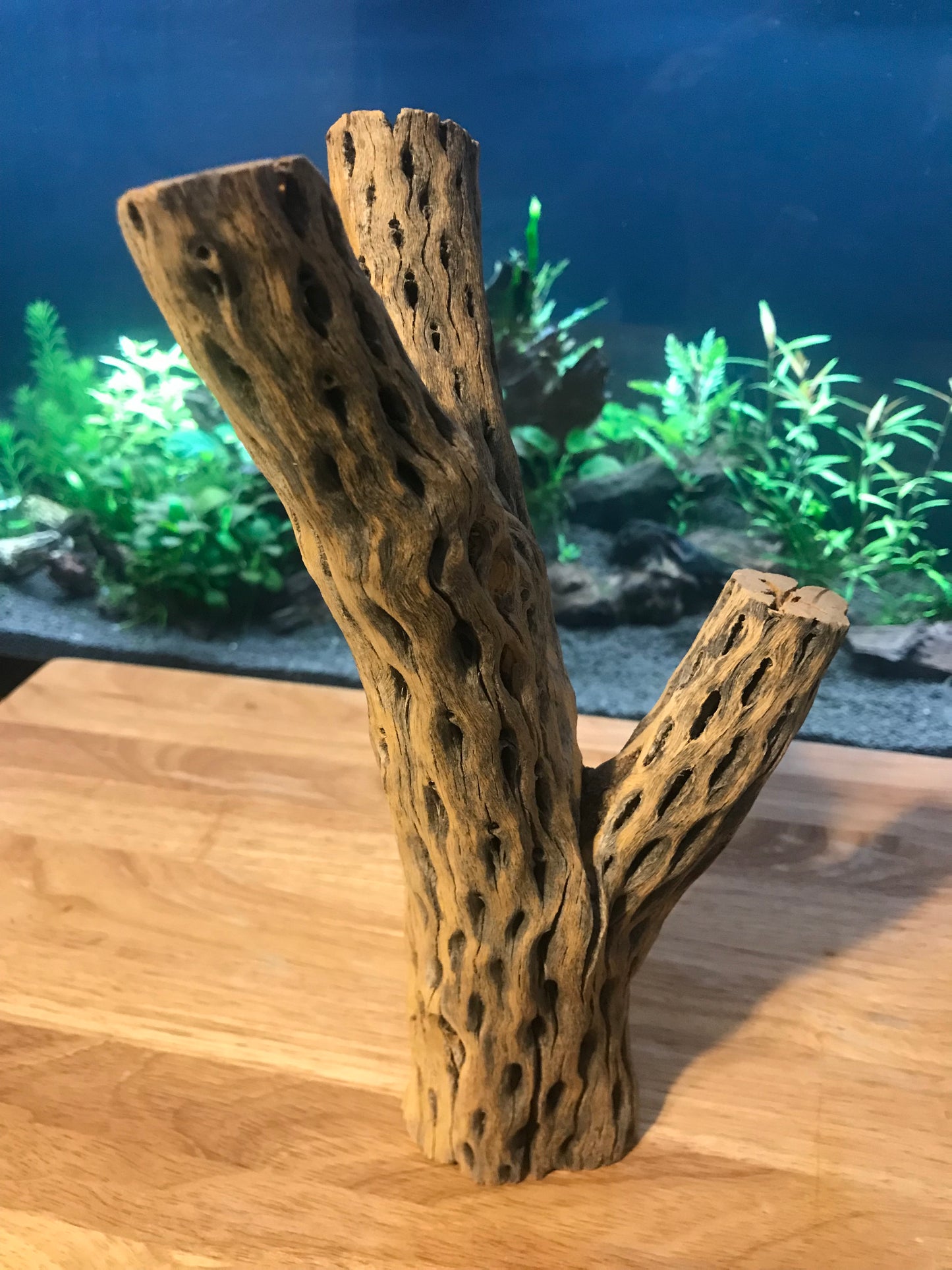 Unique Cholla Wood #1
