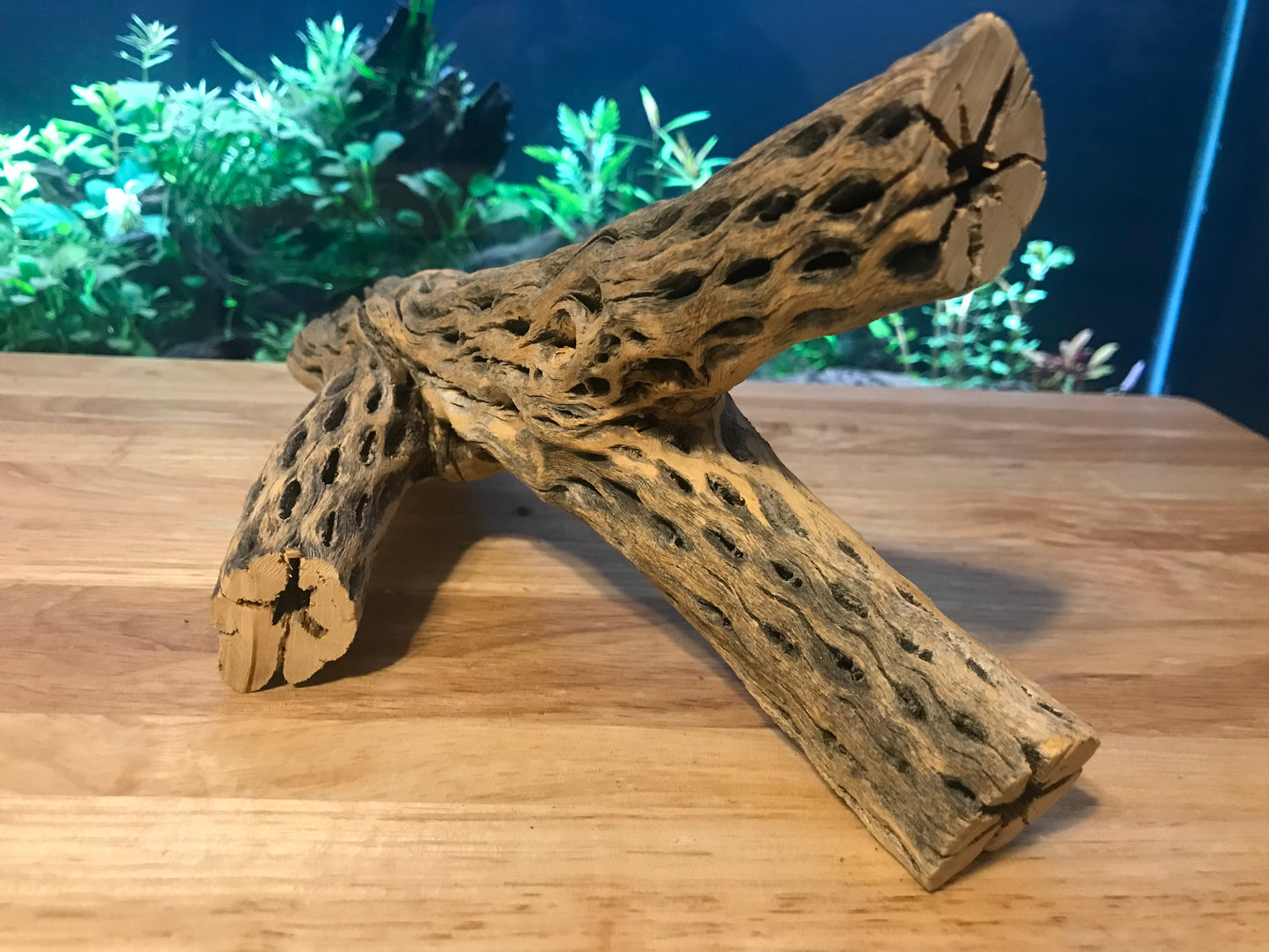 Unique Cholla Wood #1