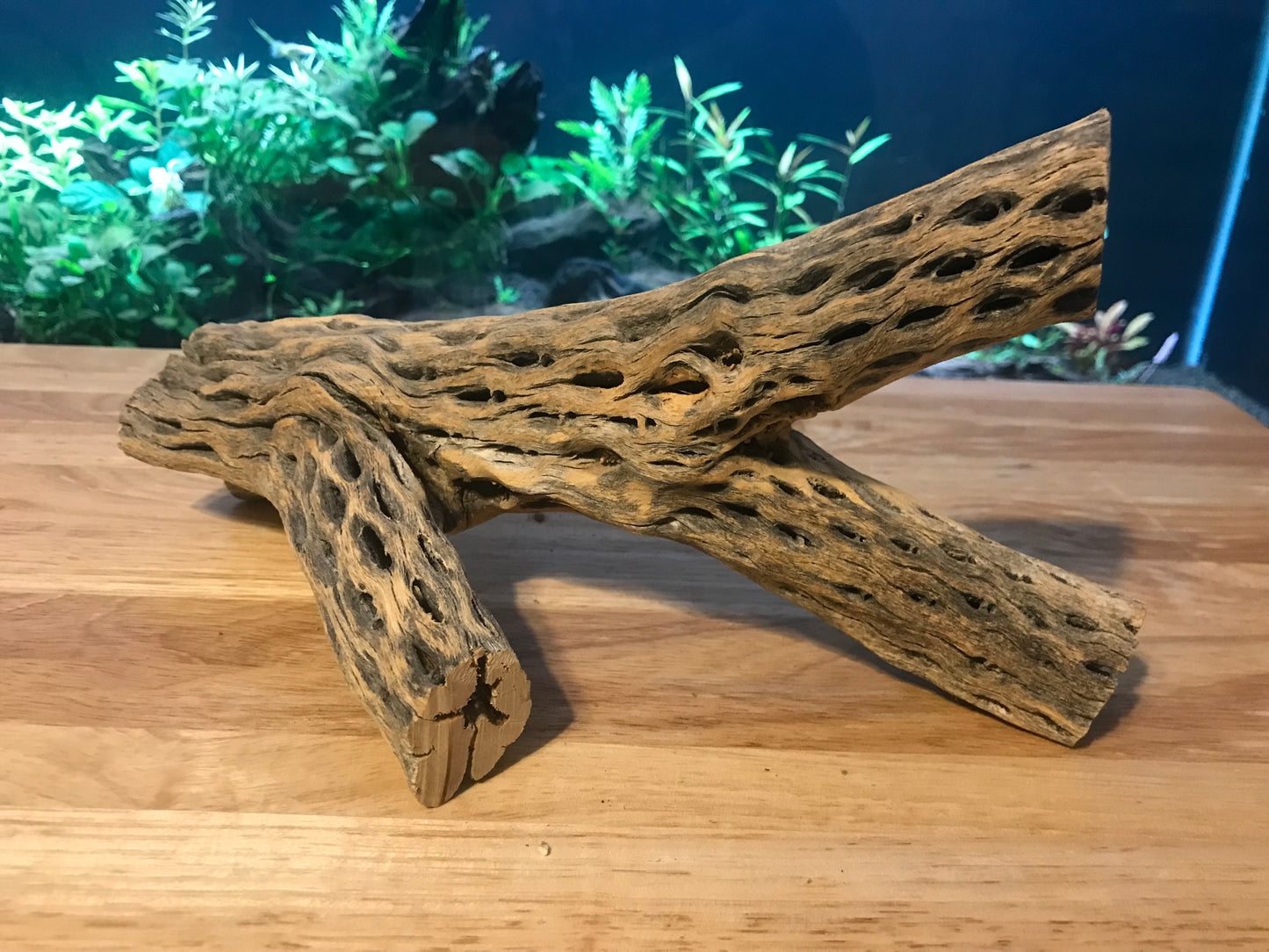 Unique Cholla Wood #1