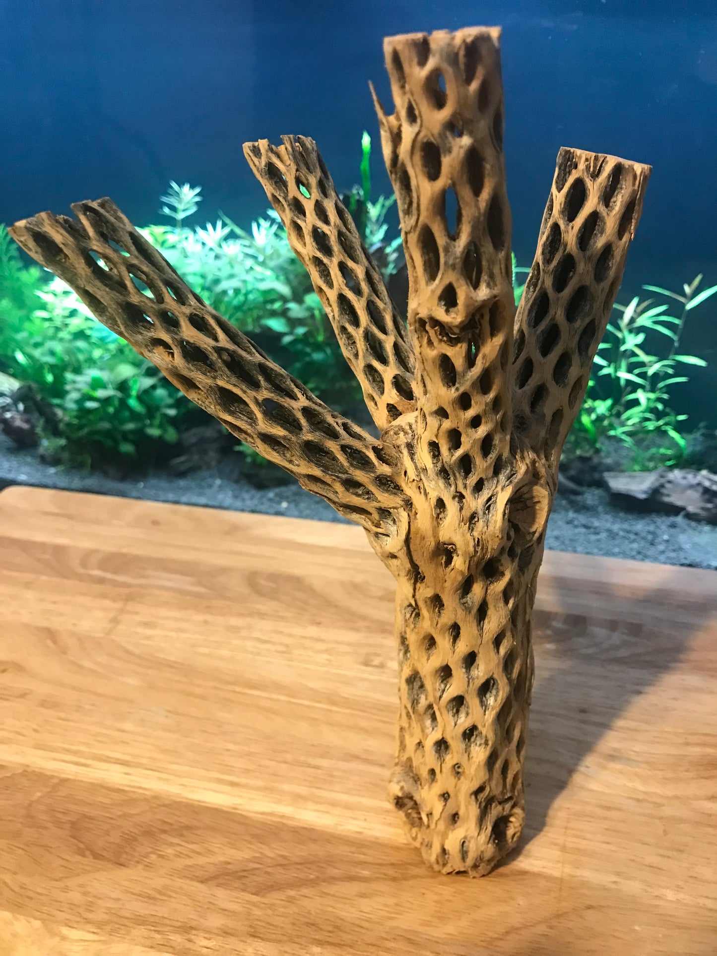 Unique Cholla Wood #2