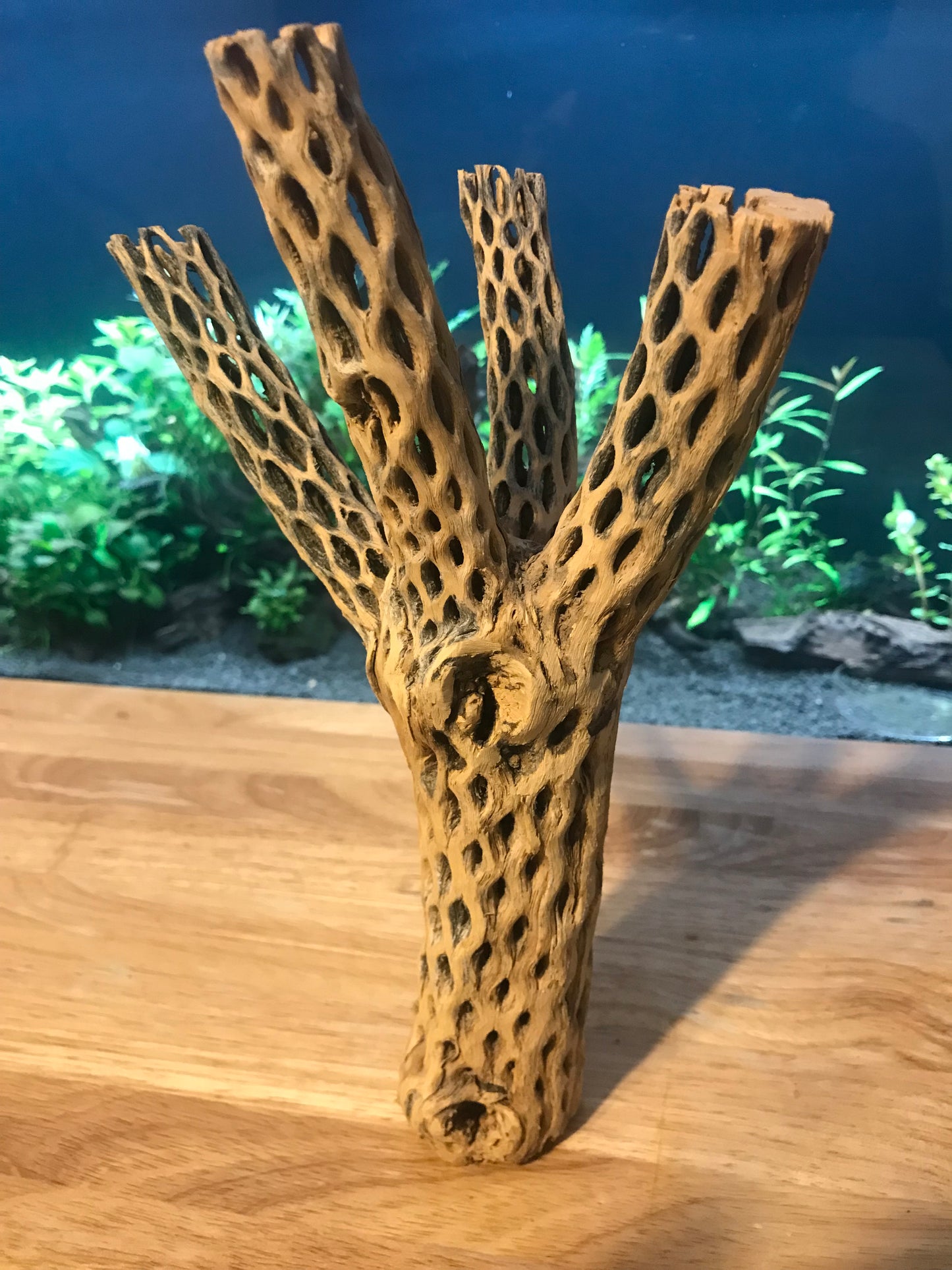 Unique Cholla Wood #2