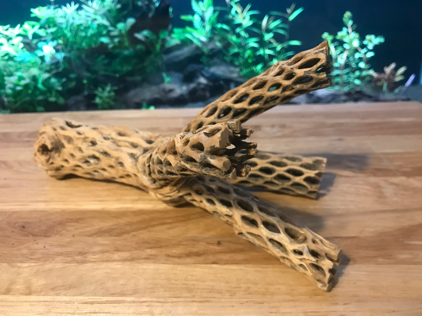 Unique Cholla Wood #2