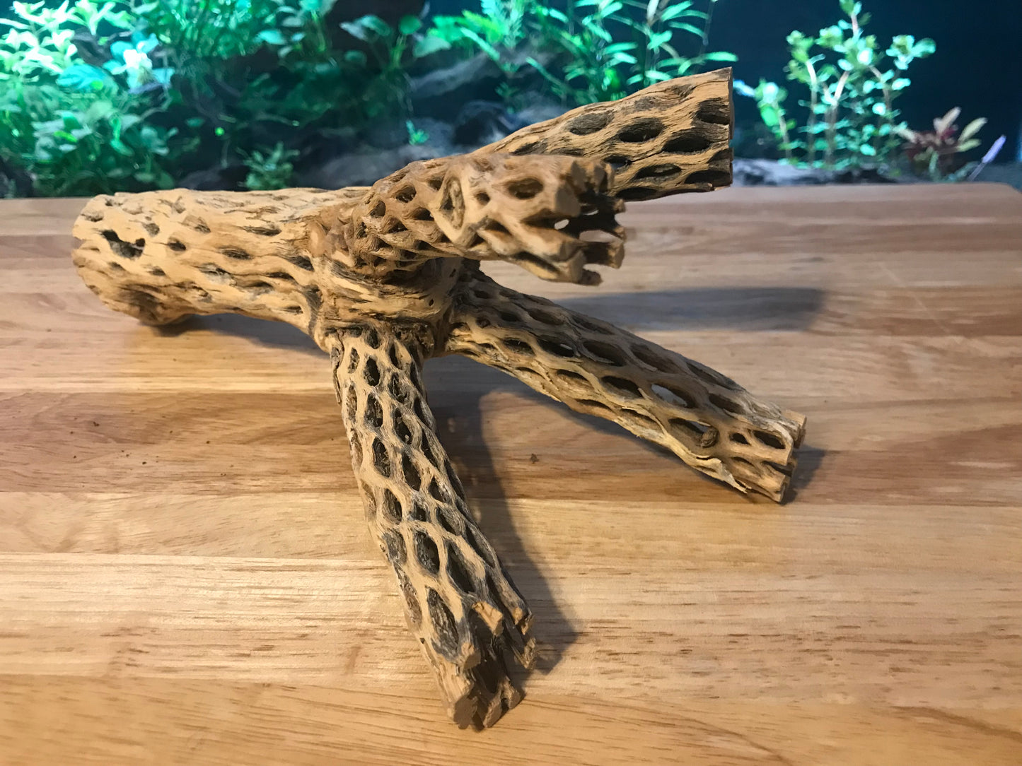 Unique Cholla Wood #2
