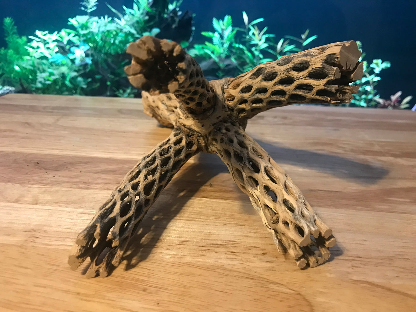 Unique Cholla Wood #2